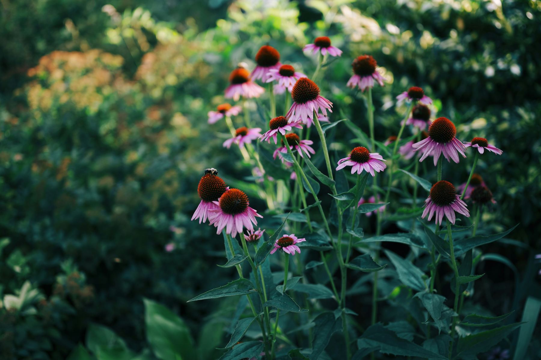 Échinacées en fleurs dans un massif